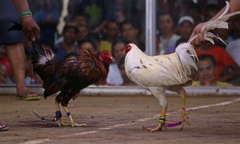 sabong tupada|philippine sabong international derby.